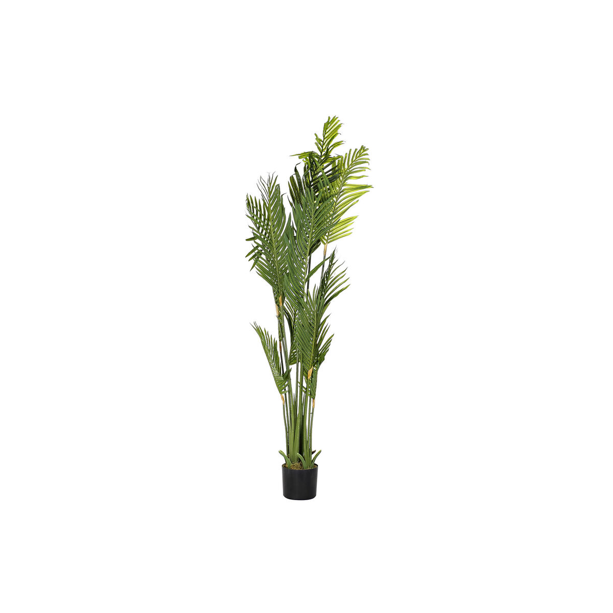 Dekorativ växt DKD Home Decor Palmer Grön PE (50 x 50 x 180 cm)