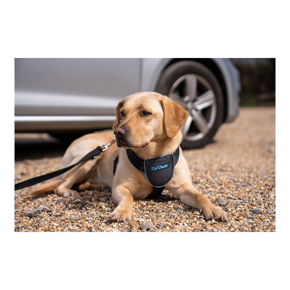 Hundsele Company of Animals CarSafe Svart XS - 4