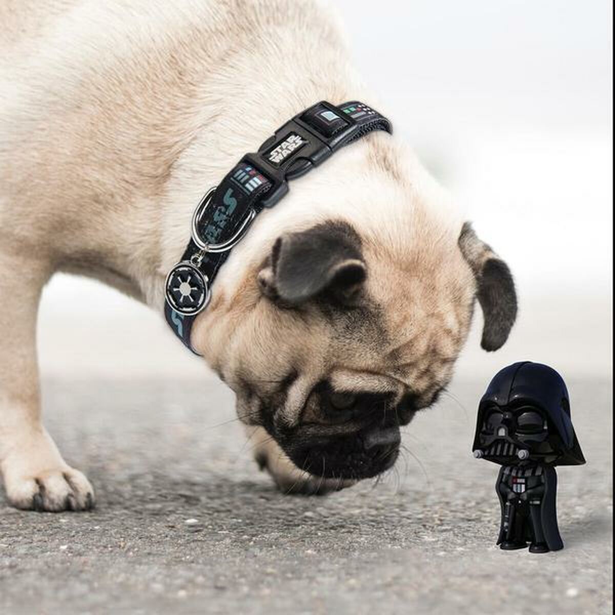 Hundhalsband Star Wars Svart S/M - 9