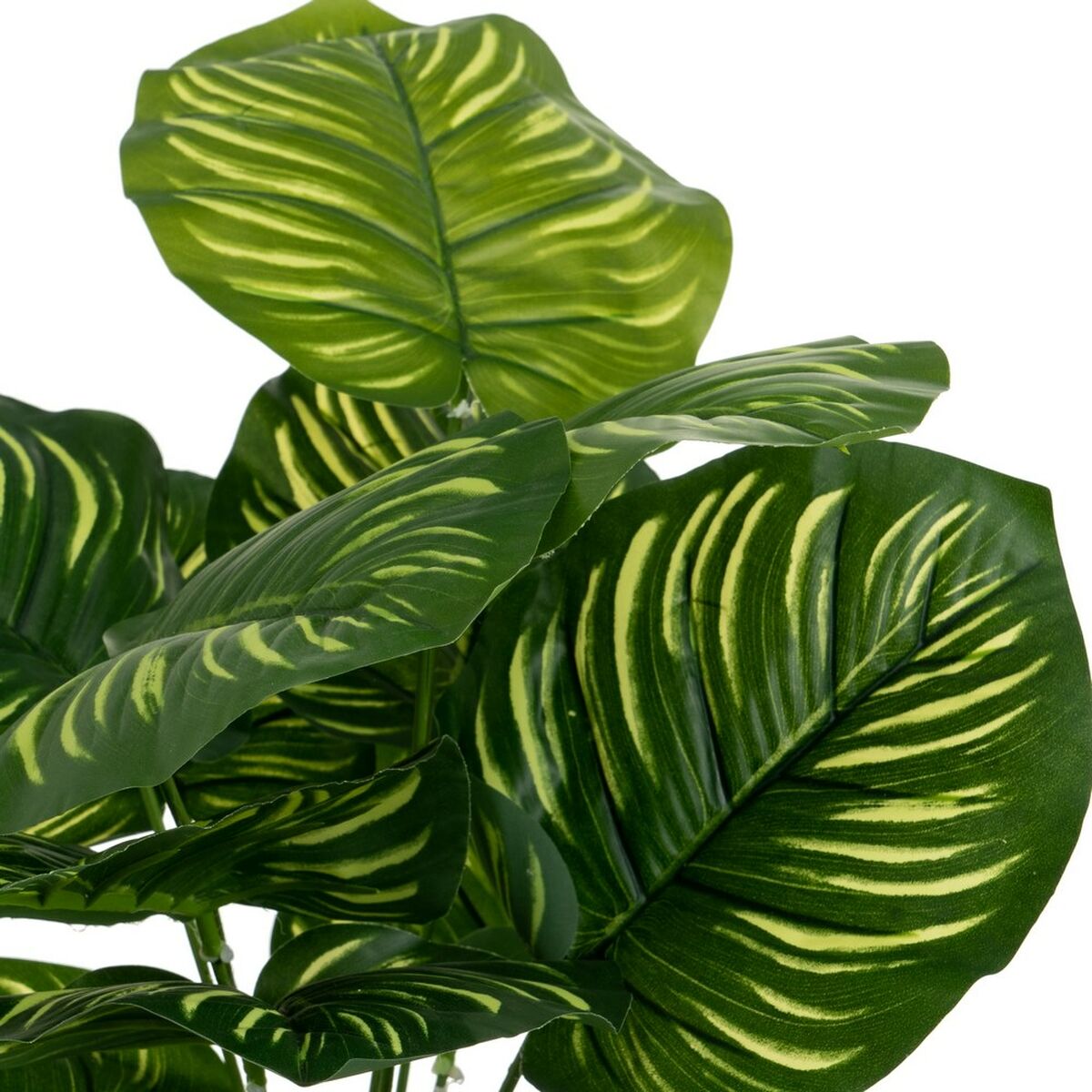 Dekorativ växt Polyetylen Plast Calathea 28 x 28 x 37 cm - 2