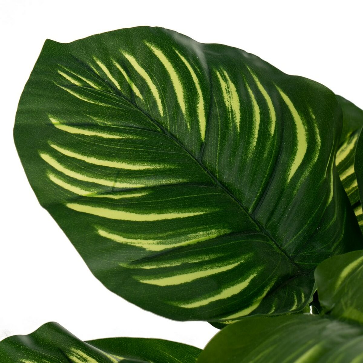 Dekorativ växt Polyetylen Plast Calathea 28 x 28 x 37 cm - 3