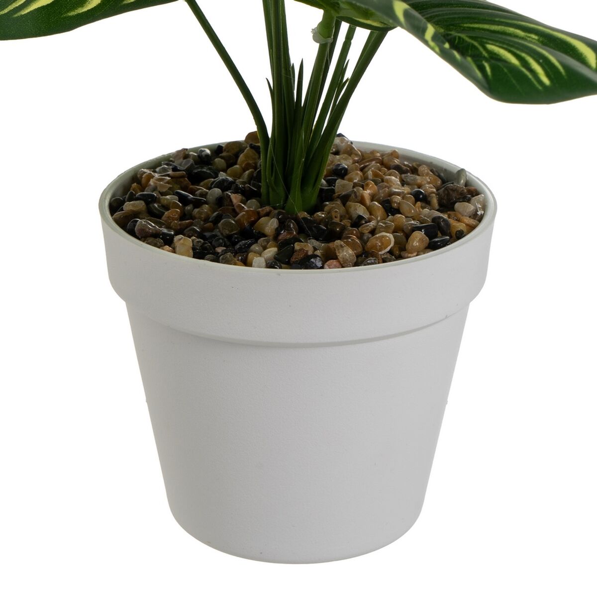 Dekorativ växt Polyetylen Plast Calathea 28 x 28 x 37 cm - 4
