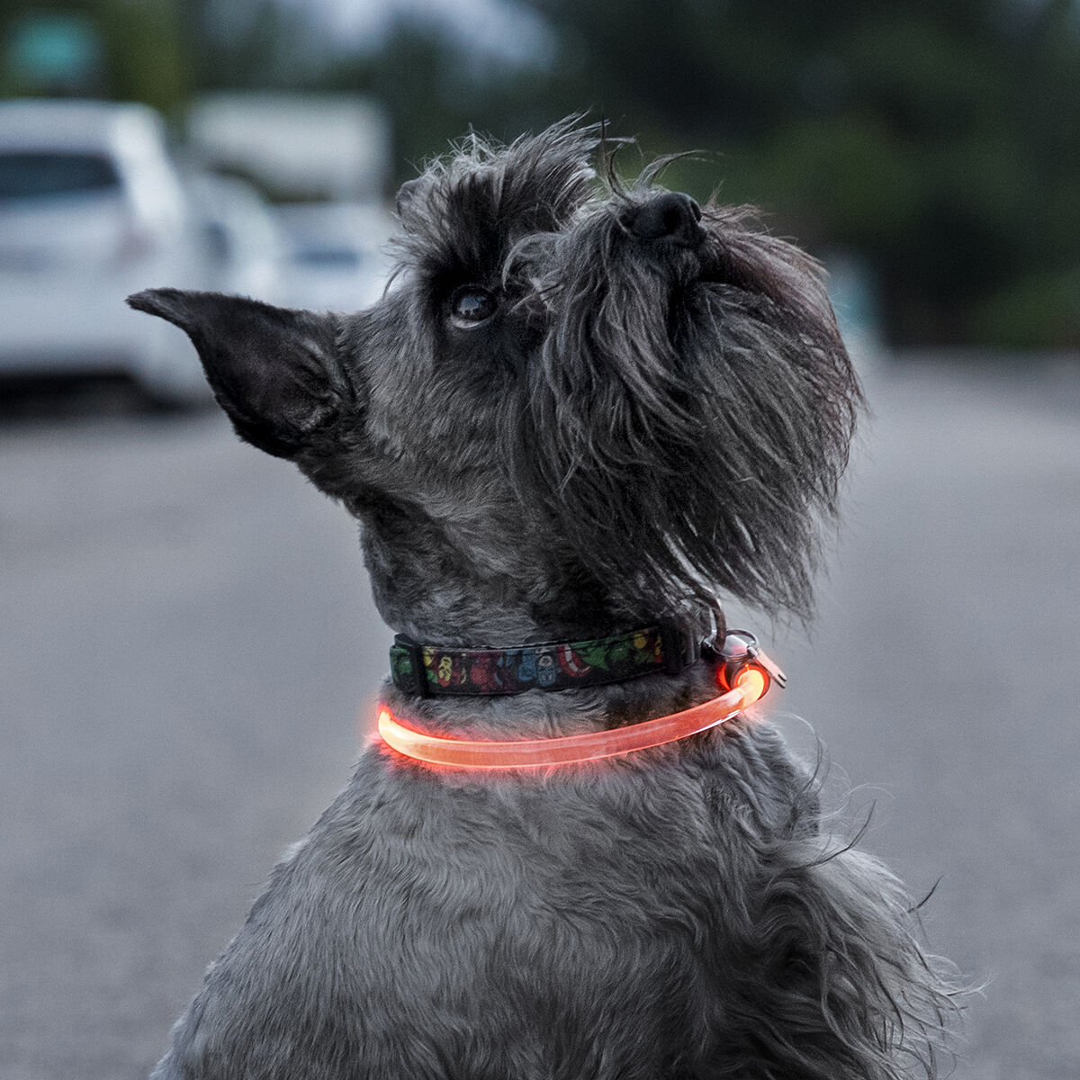 LED-halsband för husdjur Petlux InnovaGoods - 2