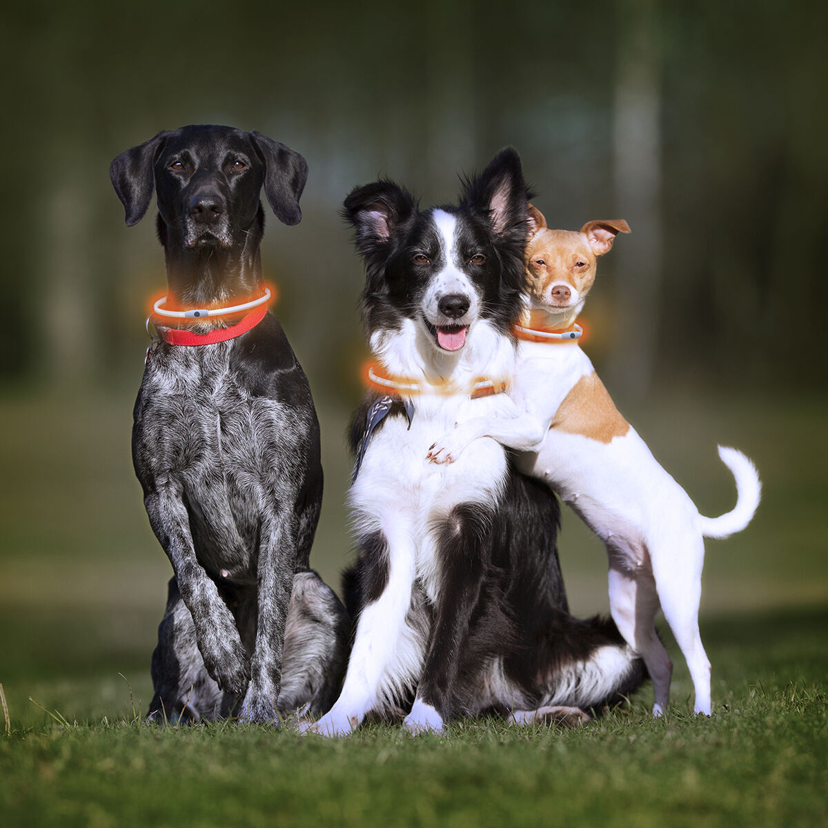 LED-halsband för husdjur Petlux InnovaGoods - 4
