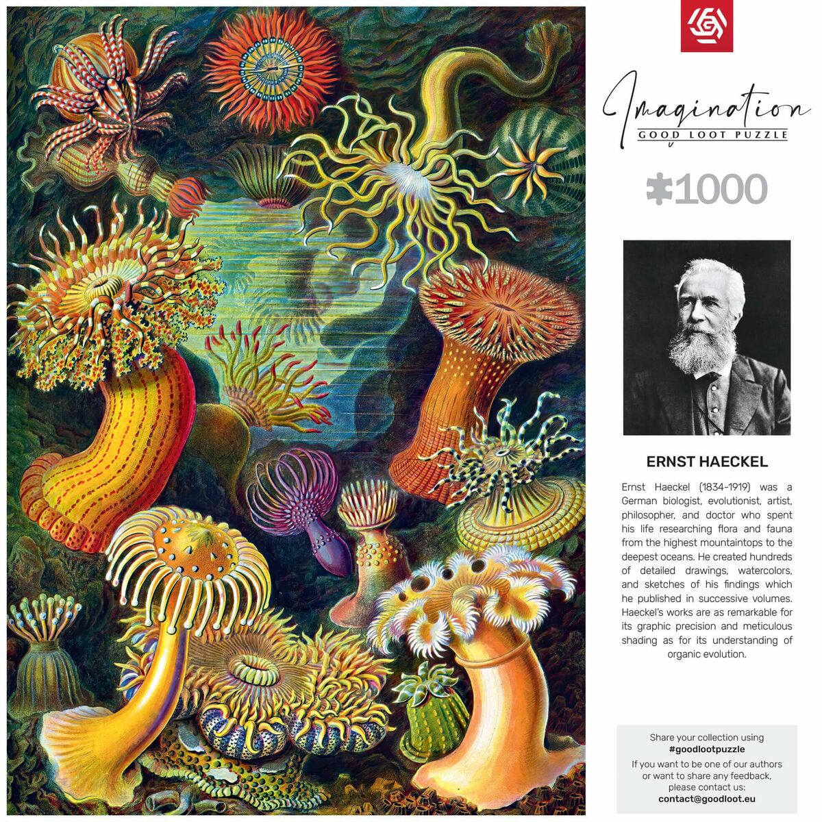 Pussel Cenega Publishing Ernst Haeckel Criaturas marinas 1000 Delar - 3
