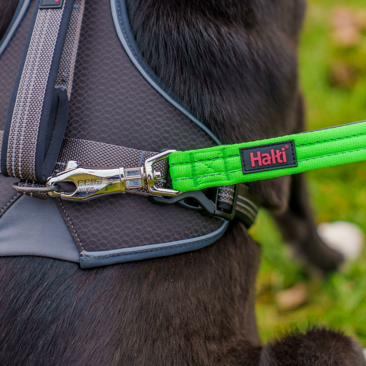 Hundsele Company of Animals L - 3
