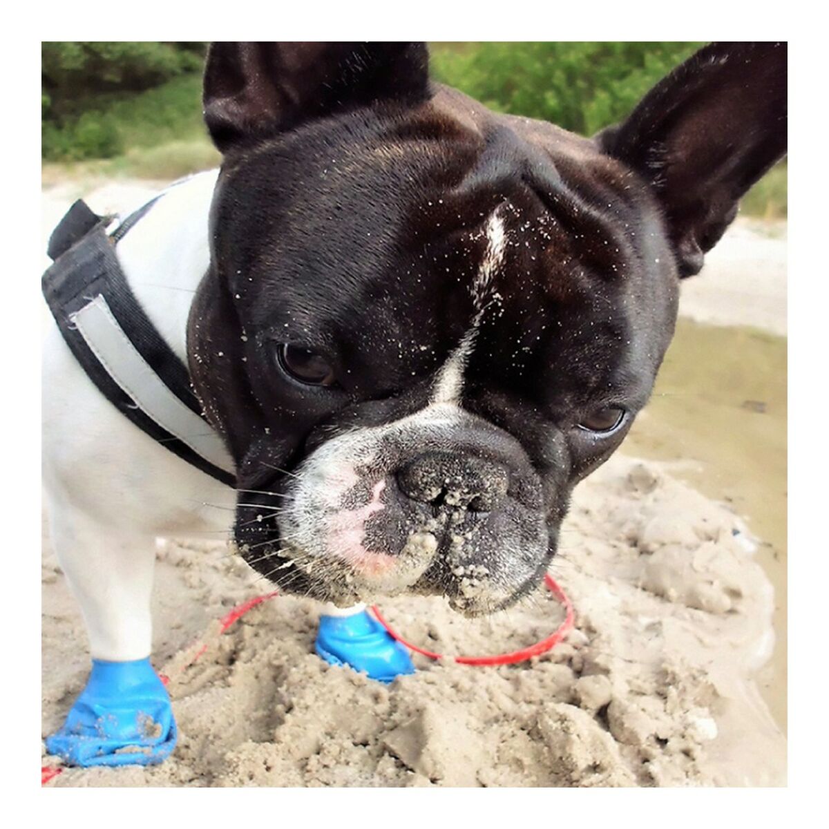 Skor Pawz Hund 12 antal Storlek XL Grön - 4