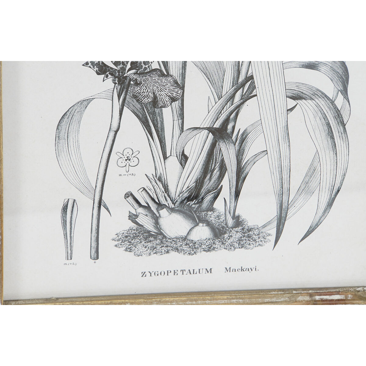 Tavla DKD Home Decor Modern Botaniska växter 30 x 2 x 40 cm (4 antal) - 3