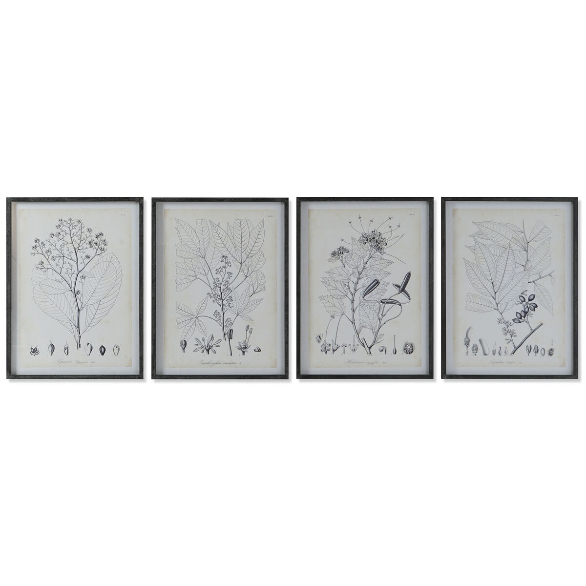 Tavla DKD Home Decor Modern Botaniska växter 45 x 2,5 x 60 cm (4 antal)