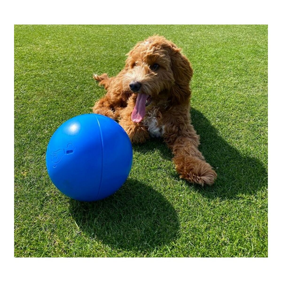 Hundleksak Company of Animals Boomer Polyetylen 250mm - 3
