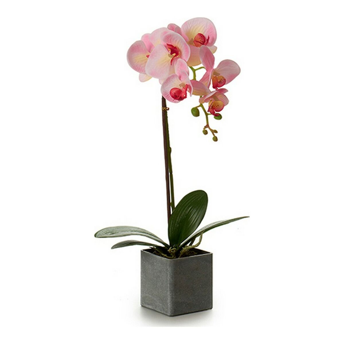 Dekorativ växt Orkidé 15 x 43 x 18 cm Plast - 3