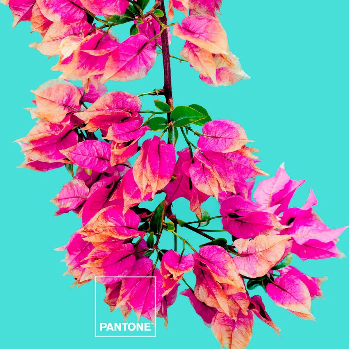Bäddset Bugnavilla Pantone - 3