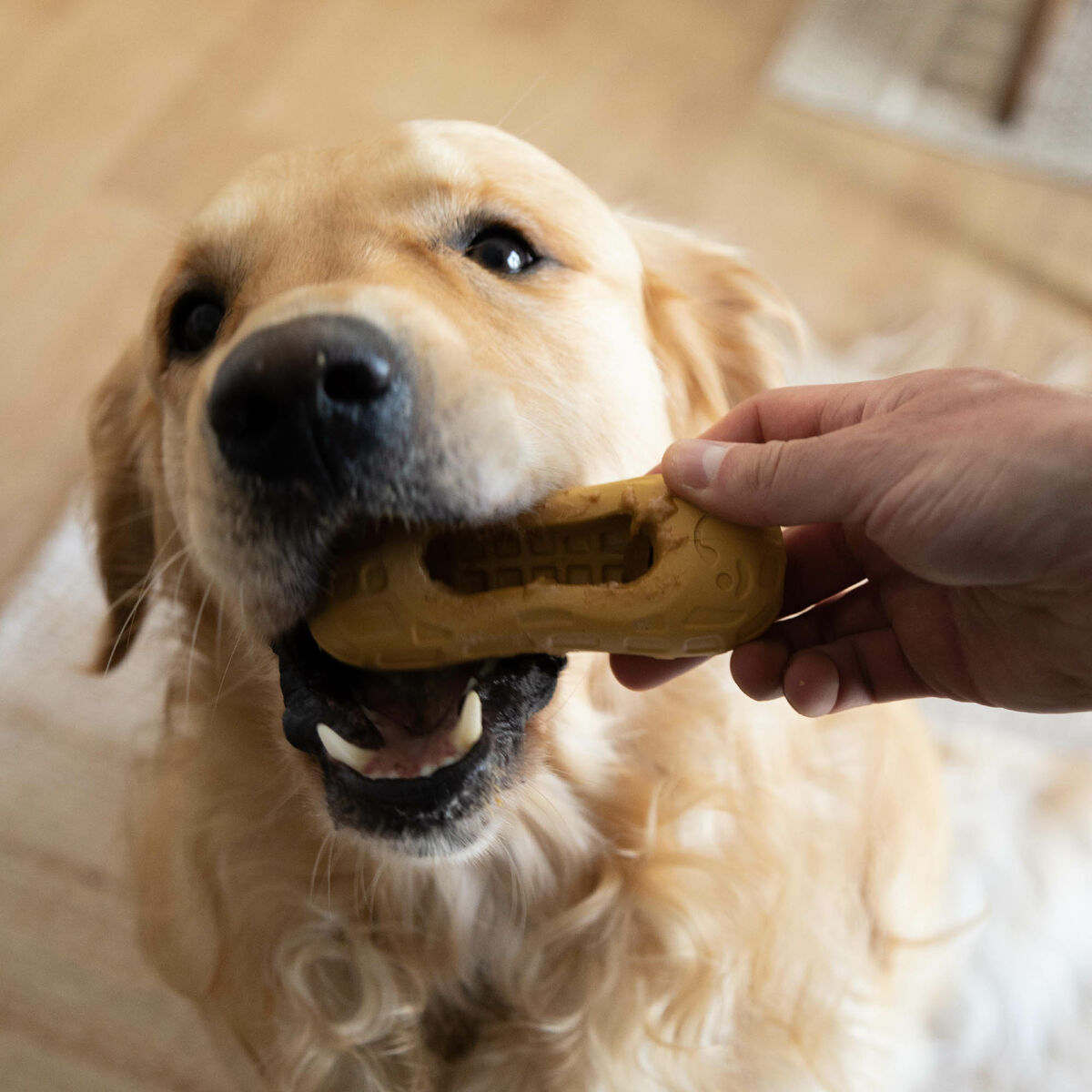 2-i-1 Godisdispenserleksak för Husdjur Nylabone - 3