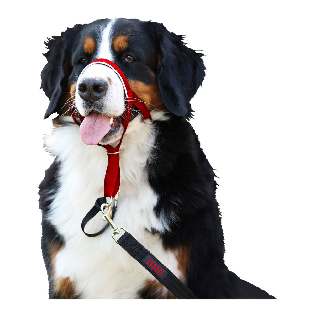 Hund utbildning kragar Company of Animals Halti Munkorg (31-40 cm) - 14