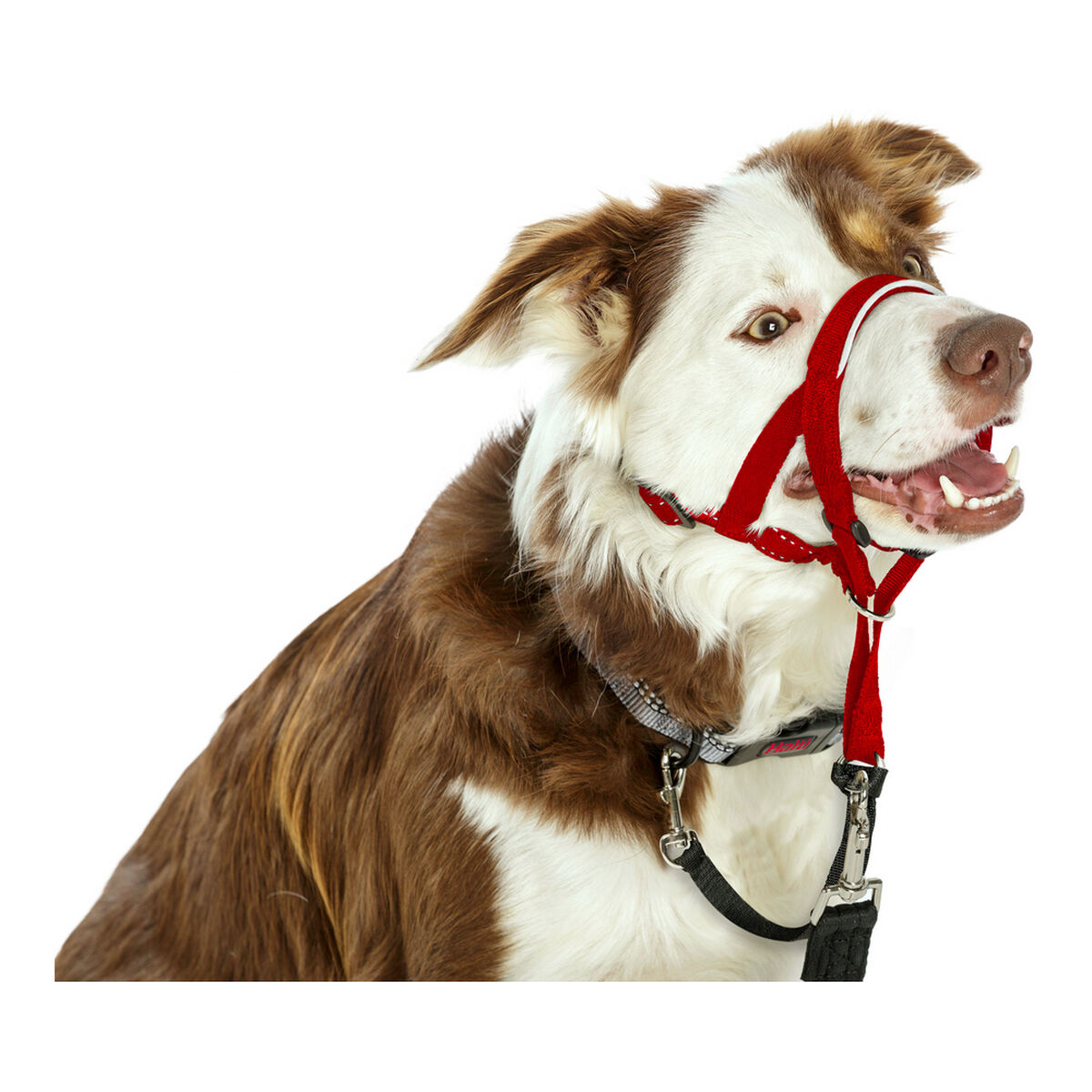 Hund utbildning kragar Company of Animals Halti Munkorg (46-62 cm) - 9