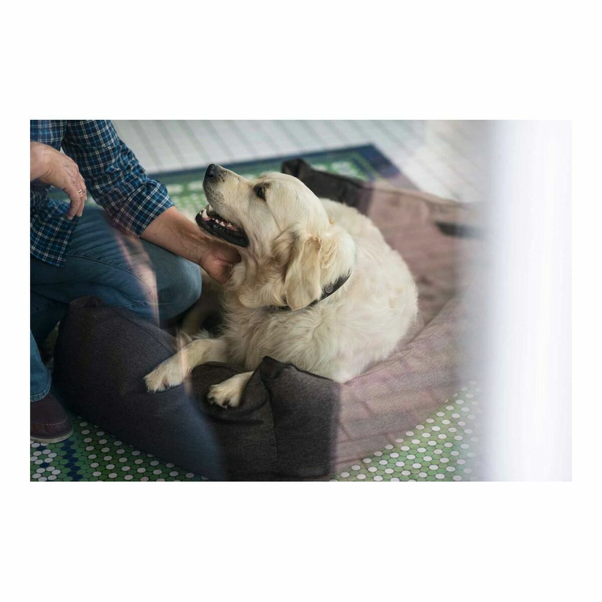 Dog Sofa Hunter (Renoverade A) - 2