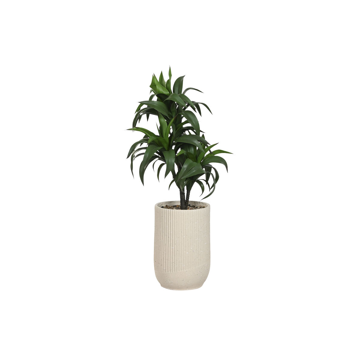 Dekorativ växt Home ESPRIT Harts Polyetylen 50 x 50 x 102 cm
