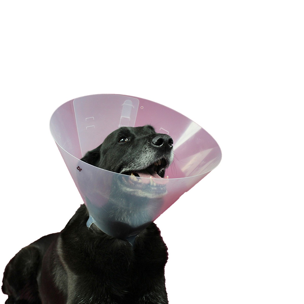 Elizabethan Hundhalsband KVP Betsy (33-40 cm) - 2
