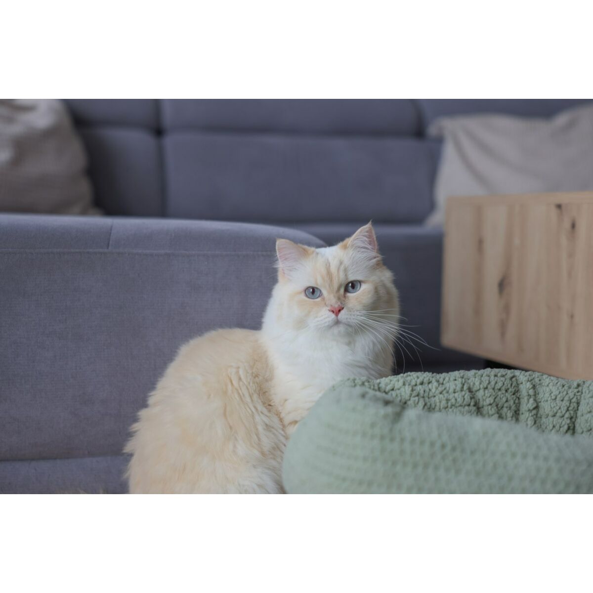 Kattsäng Kerbl 80928 Grön - 2
