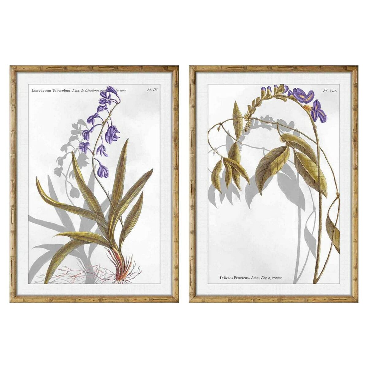 Tavla DKD Home Decor 50 x 2 x 70 cm Modern Botaniska växter (2 antal) - 3