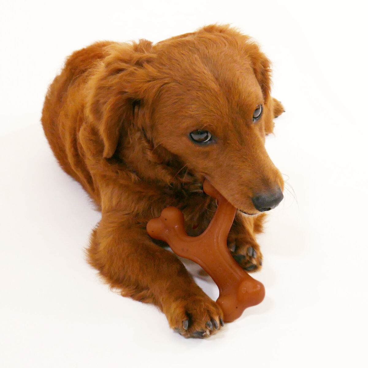 Hundleksak Nylabone 20 Brun djur - 3