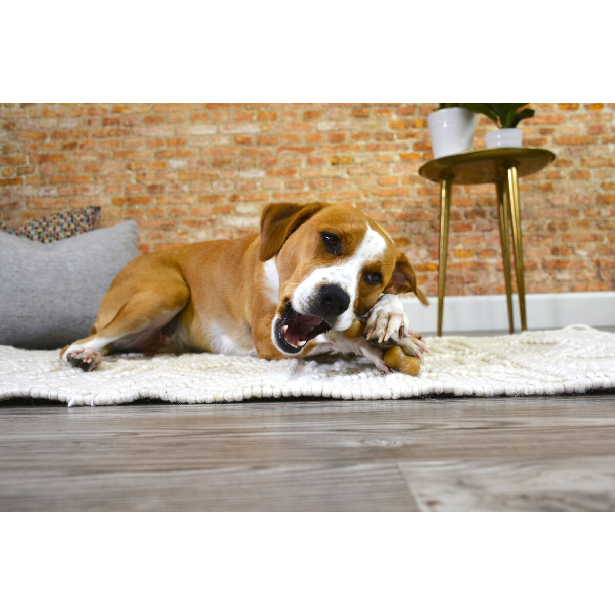 Hundleksak Nylabone Kyckling 11 Kräm djur - 4