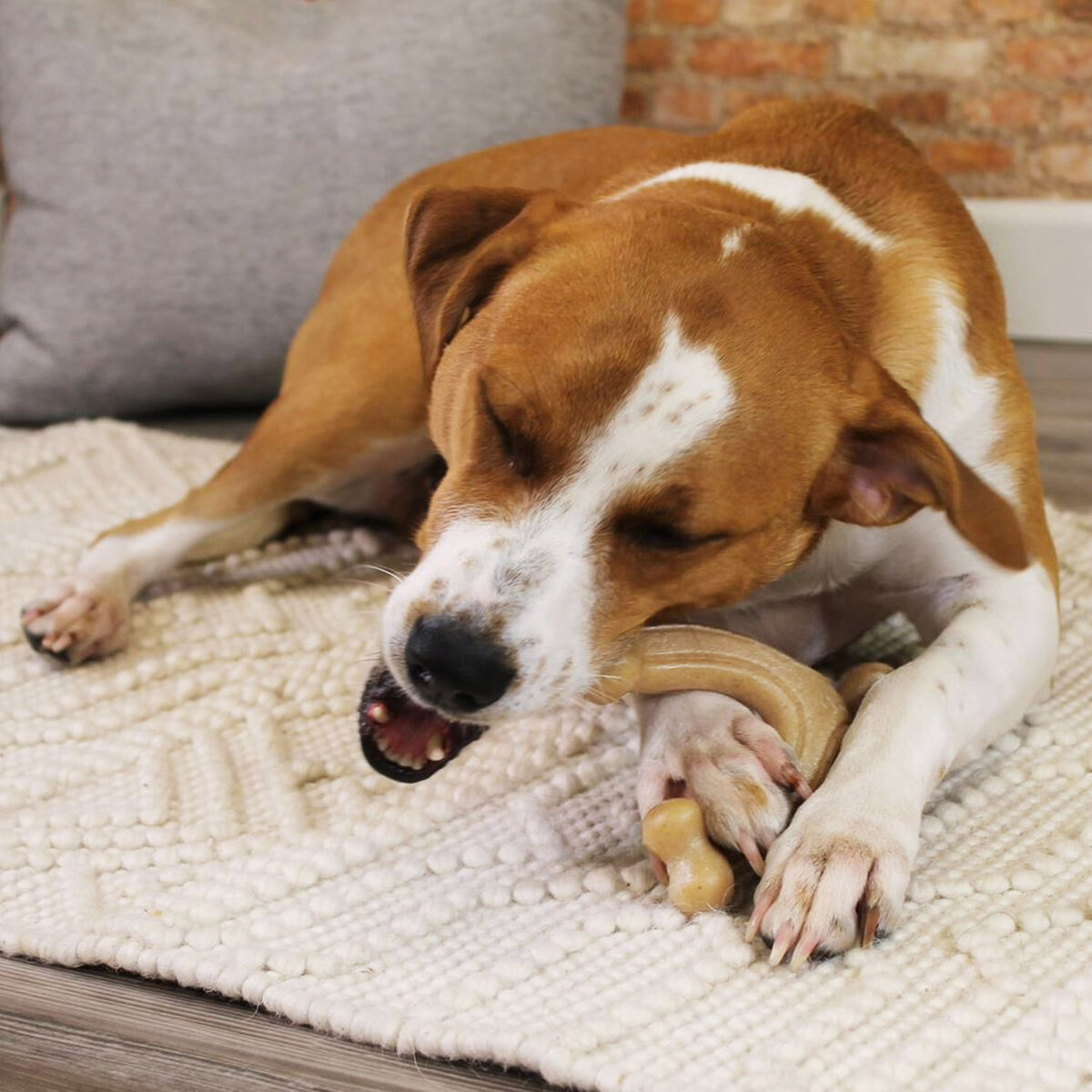 Hundleksak Nylabone Kyckling 11 Kräm djur - 2