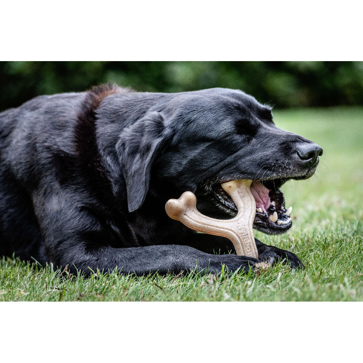 Hundleksak Nylabone Kyckling 11 Kräm djur - 3