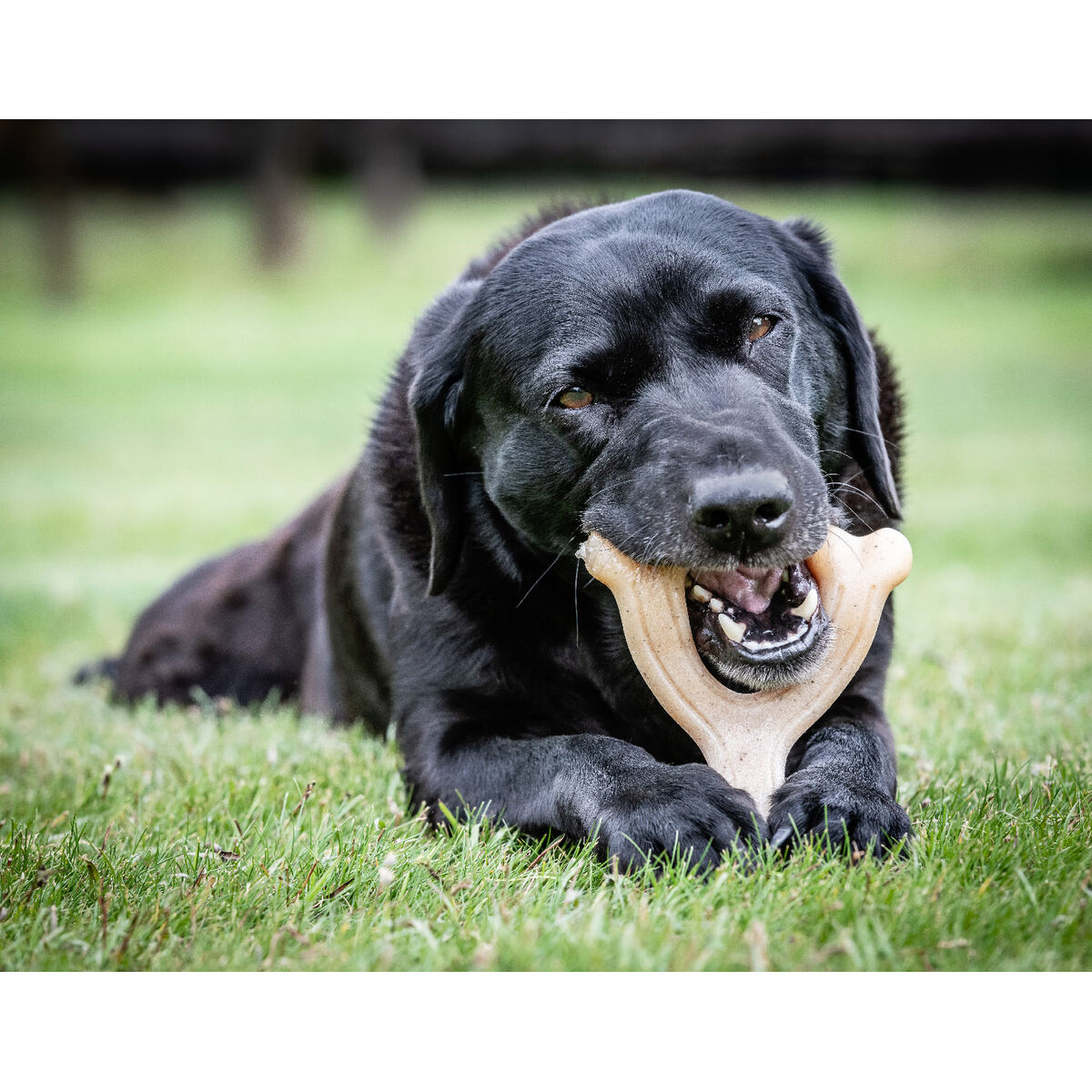 Hundleksak Nylabone Kyckling 11 Kräm djur - 6