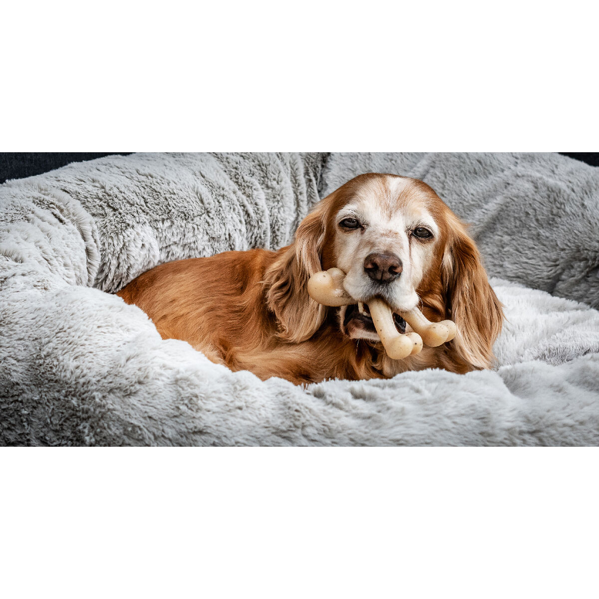 Hundleksak Nylabone Kyckling 20 Kräm djur - 2