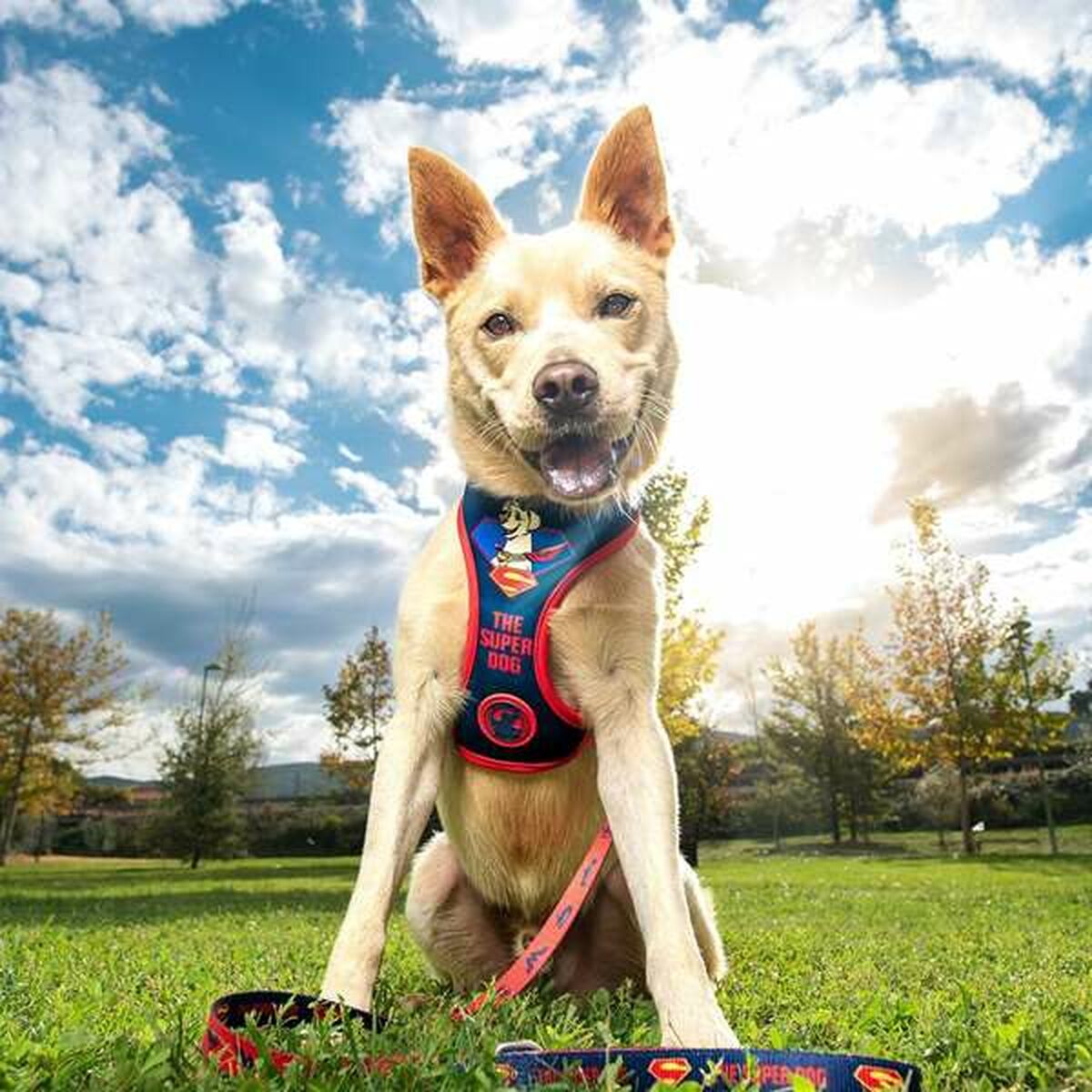 Hundsele DC Pets - 5