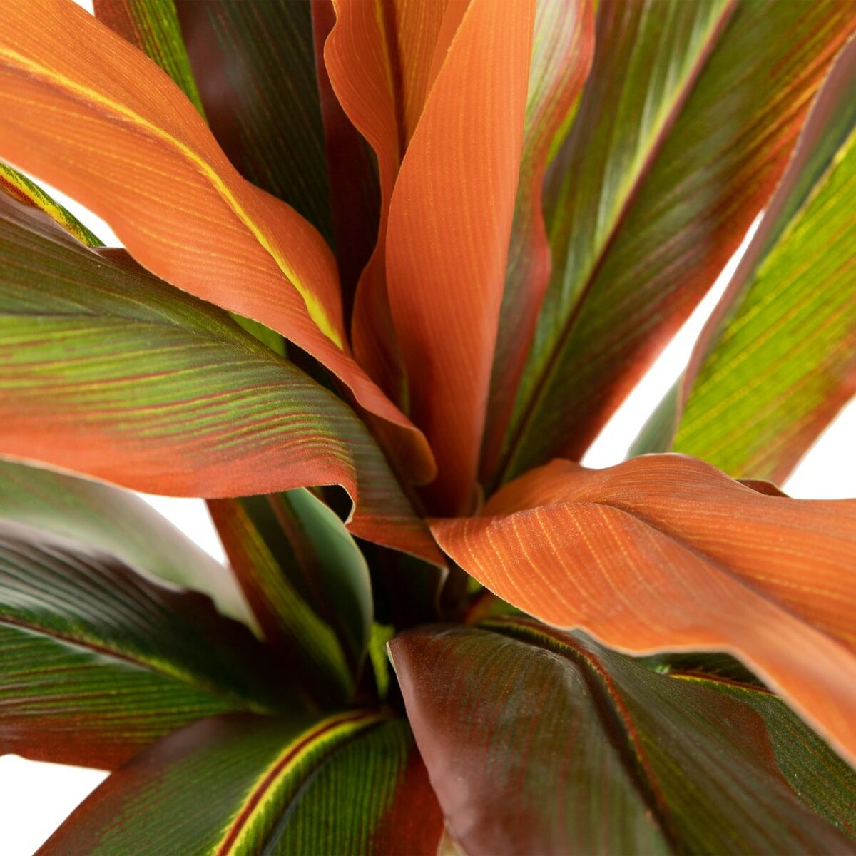 Dekorativ växt Dracaena Brun Grön PVC 140 cm - 3