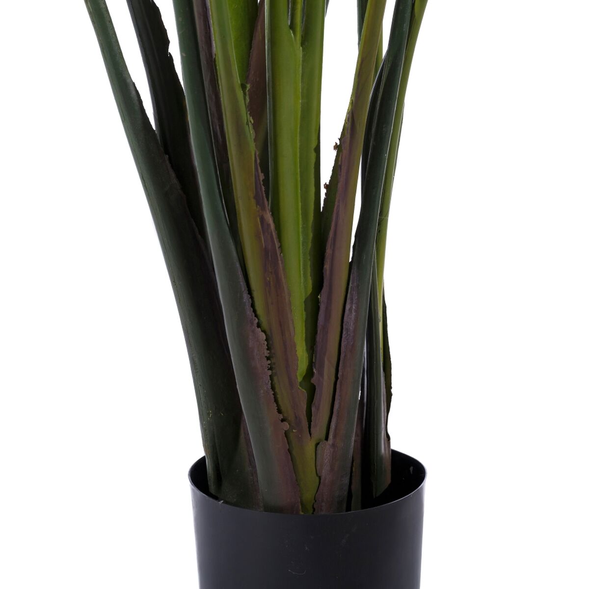 Dekorativ växt Polyetylen Järn Cement Paradisets Fågel 245 cm 120 x 120 x 245 cm - 4