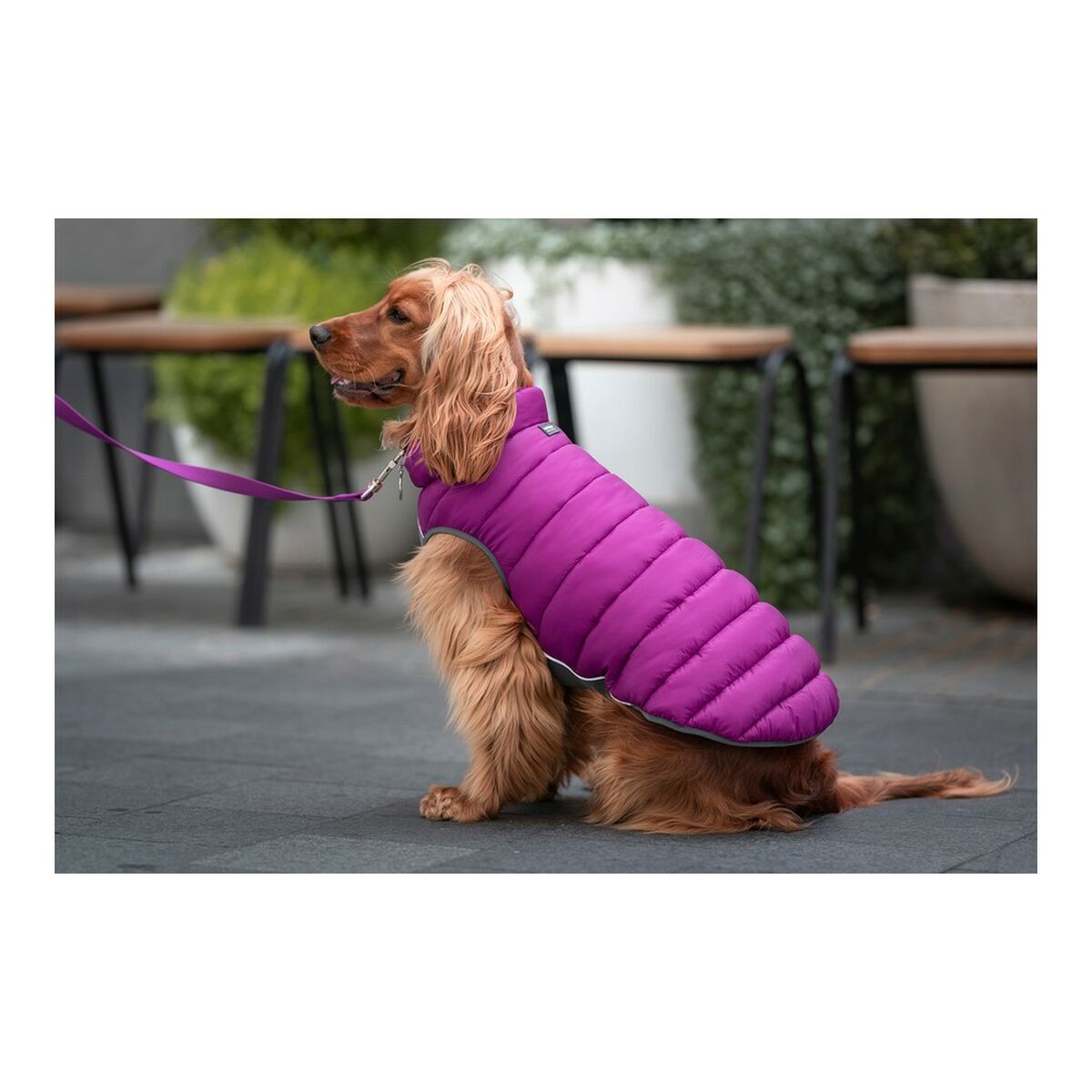 Hundrock Red Dingo Puffer Rosa/Lila 30 cm - 4