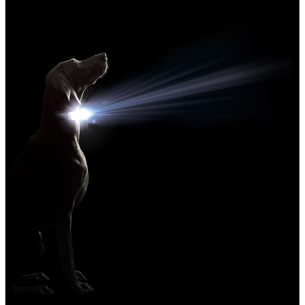 Hundhalsband Dog Gone Smart Röd 20 Ljus - 2