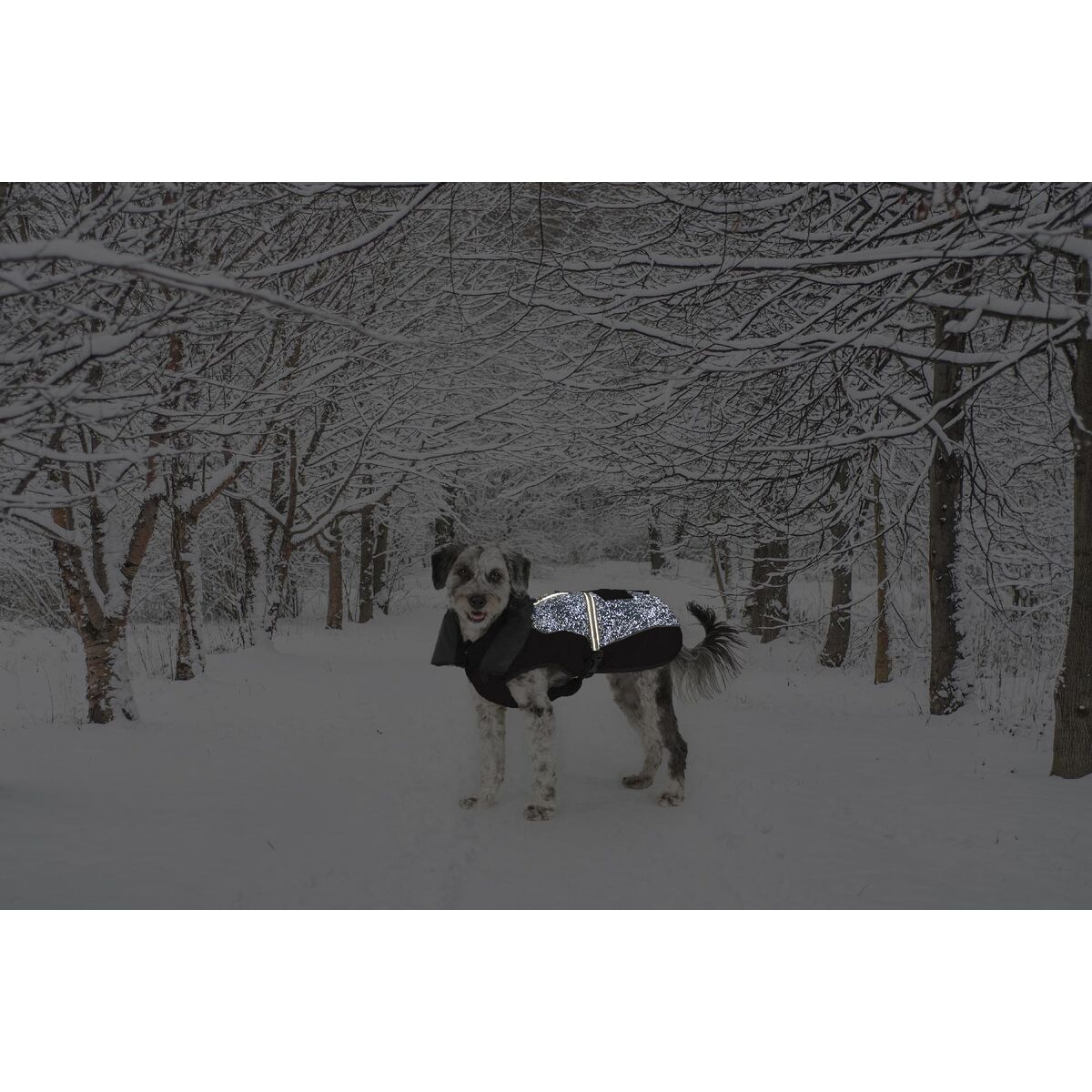 Hundrock Dog Gone Smart Svart 35 cm - 2