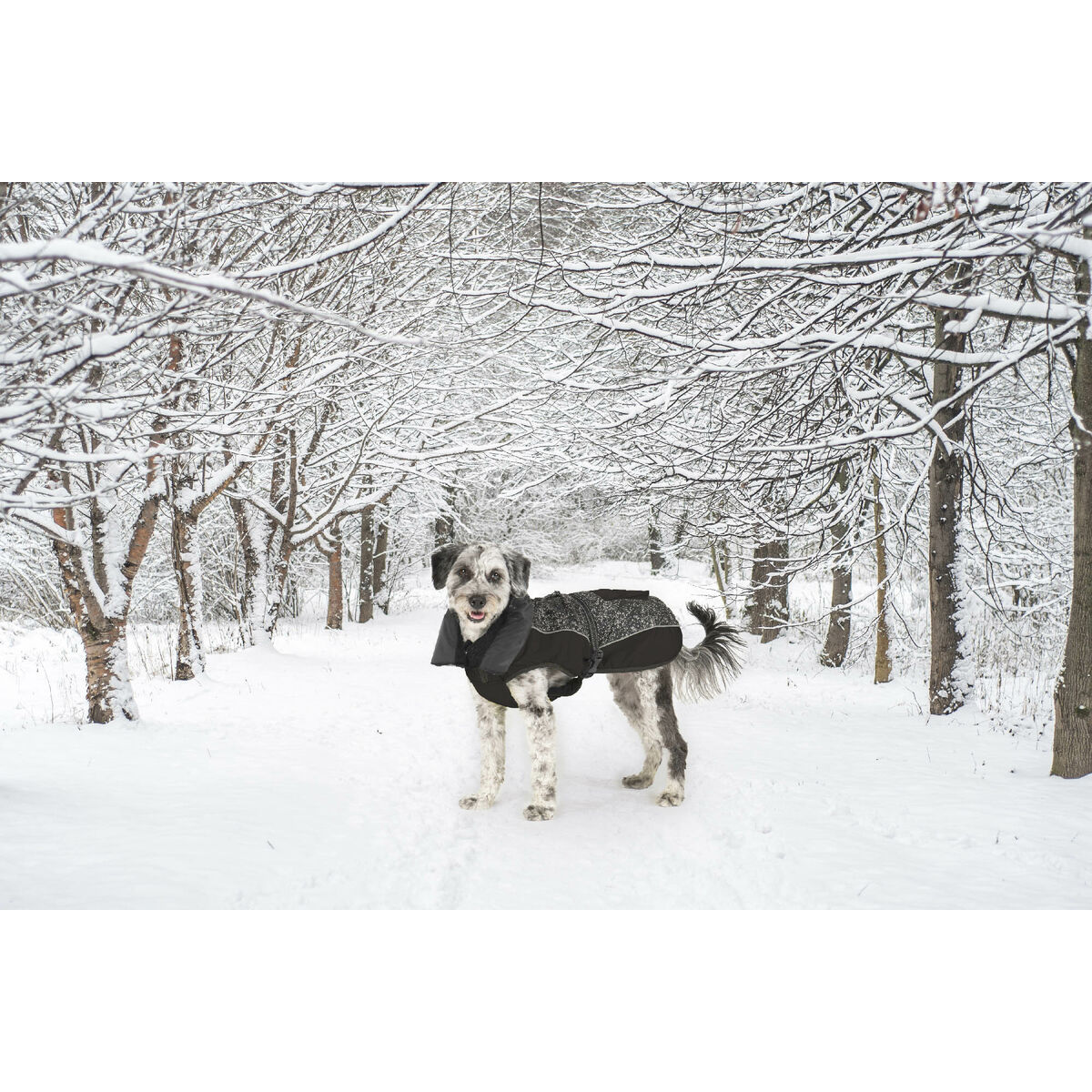 Hundrock Dog Gone Smart Svart 50 cm - 8
