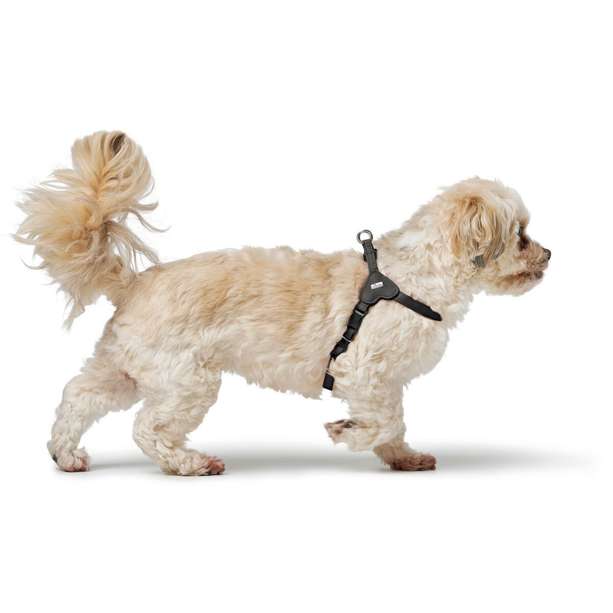 Hundsele Hunter SOHO MINI Svart XS/S - 5