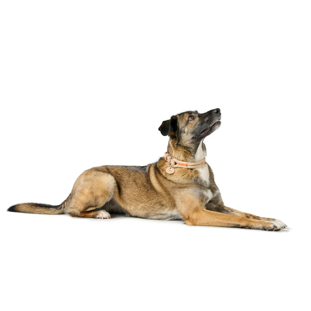 Hundhalsband Hunter Malia Beige M/L 45-54 cm - 5
