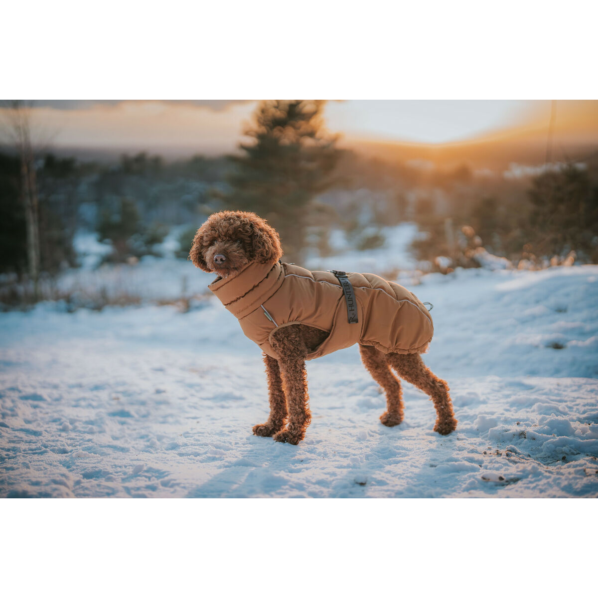 Djurkläder Hunter PAXSON Brun Polyester - 5