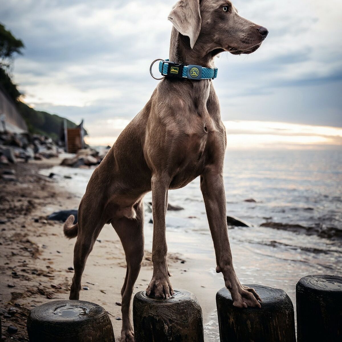 Hundhalsband Hunter Plus Tråd Turkos 11 - 4