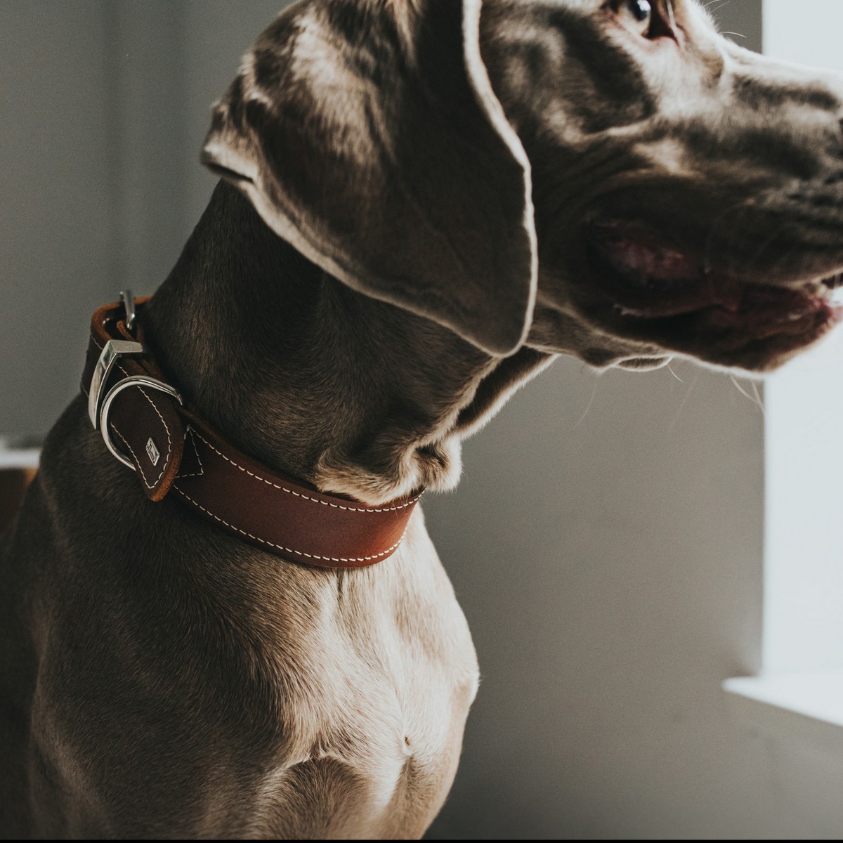 Hundhalsband Hunter Aalborg Special Cognac - 7