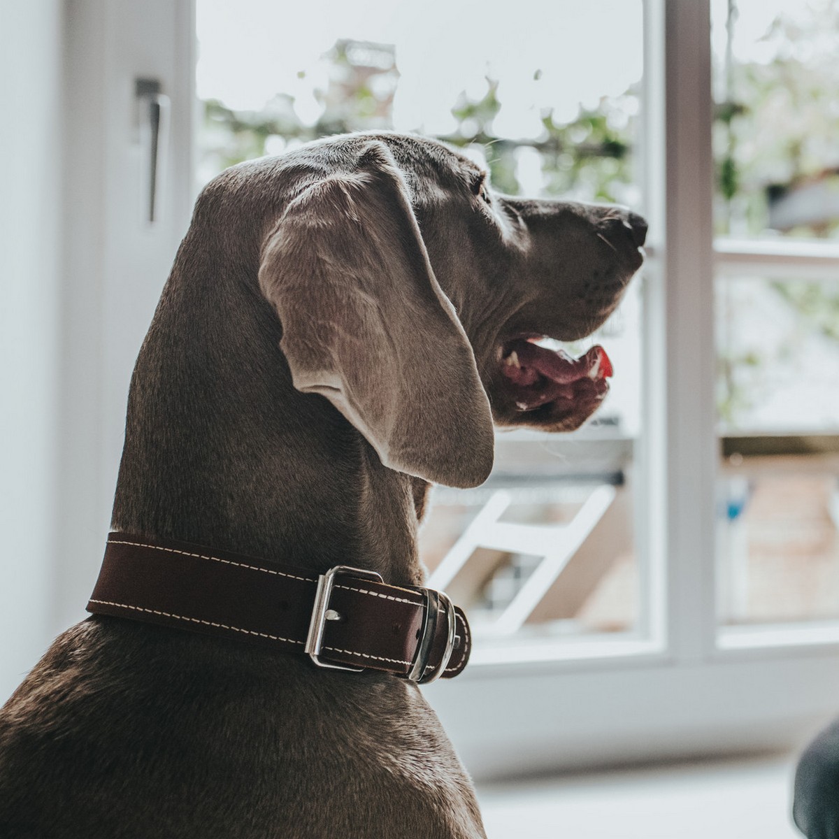 Hundhalsband Hunter Aalborg Special Cognac - 2
