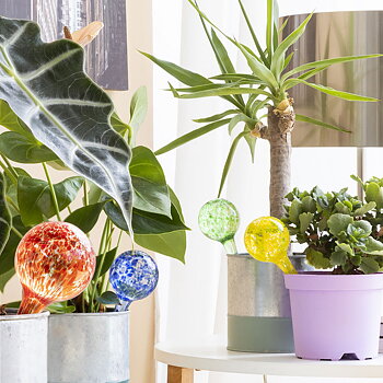 Automatiska bevattningsglober Ballwooters InnovaGoods 4 antal