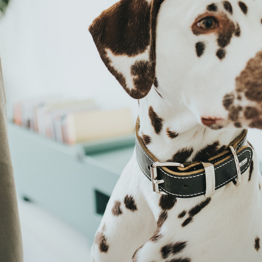 Hundhalsband Hunter Aalborg Svart (28-34 cm) - 2