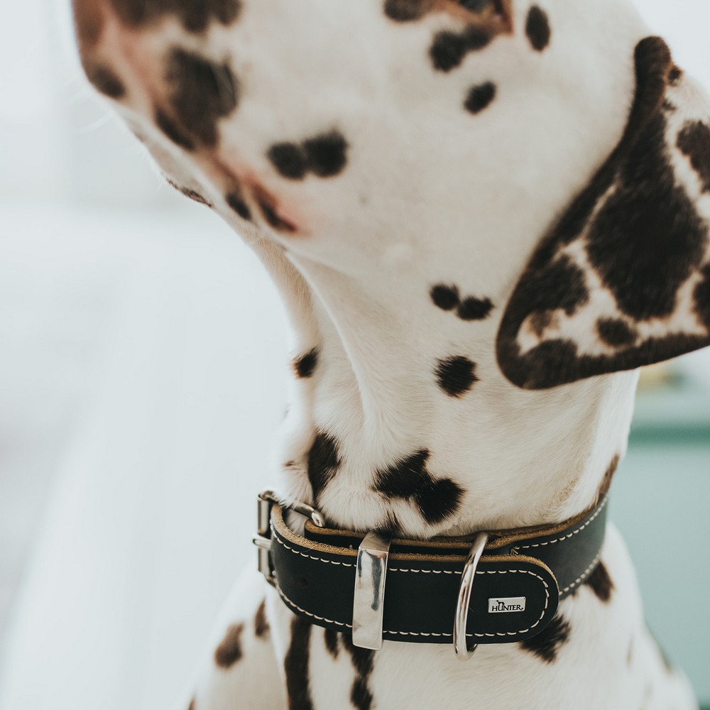Hundhalsband Hunter Aalborg Svart (30-38 cm) - 3