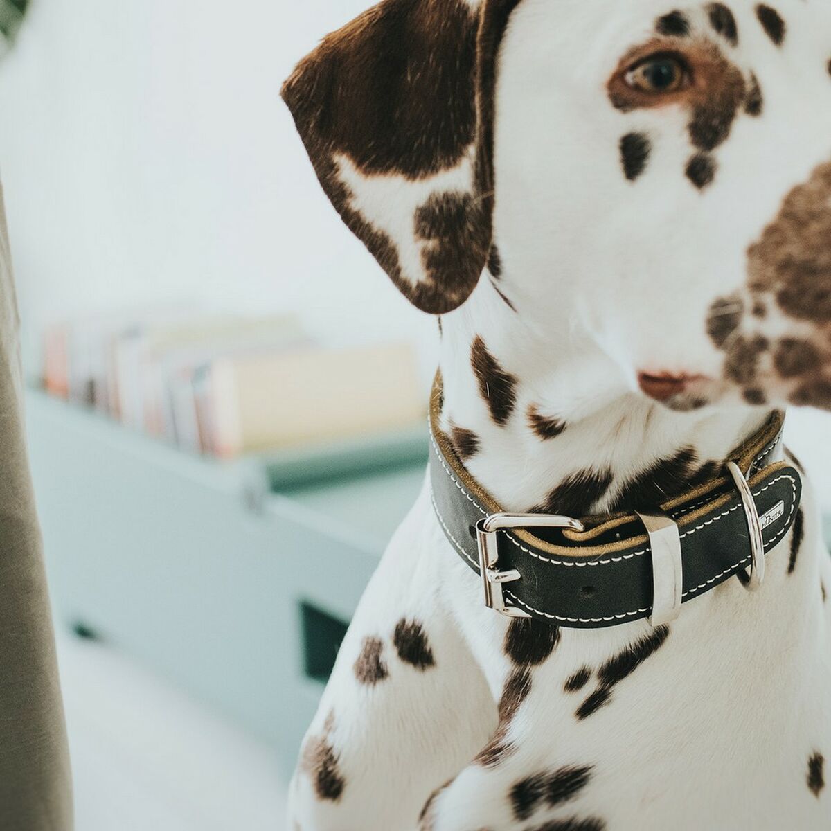 Hundhalsband Hunter Aalborg Svart (36-44 cm) - 8