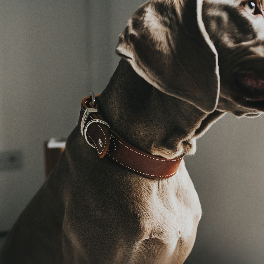 Hundhalsband Hunter Aalborg Cognac (20-24 cm) - 3