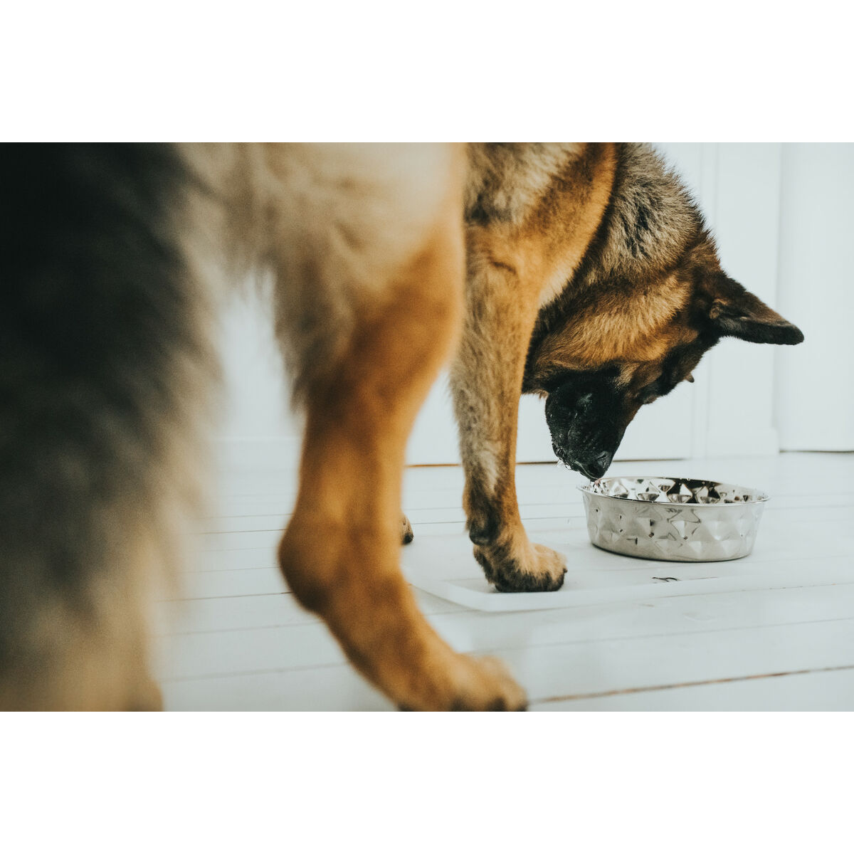 Hundmatare Hunter Silikon Rostfritt stål 1,75 L - 5
