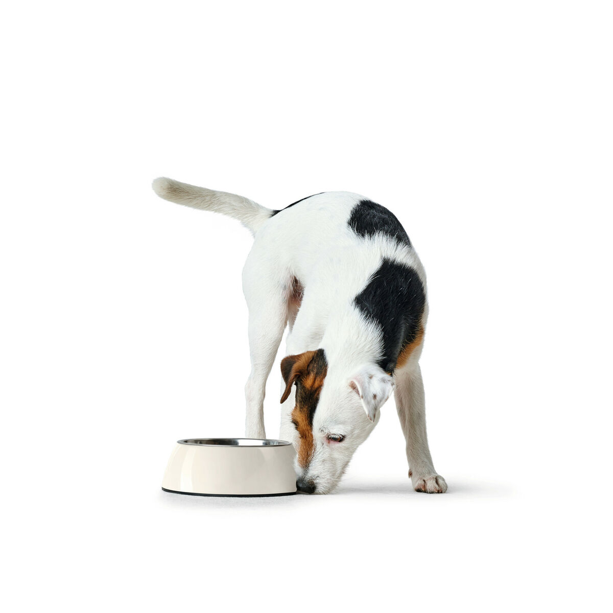 Hundmatare Hunter Svart 1,4 L Melamin - 2